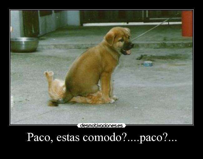 Paco, estas comodo?....paco?... -