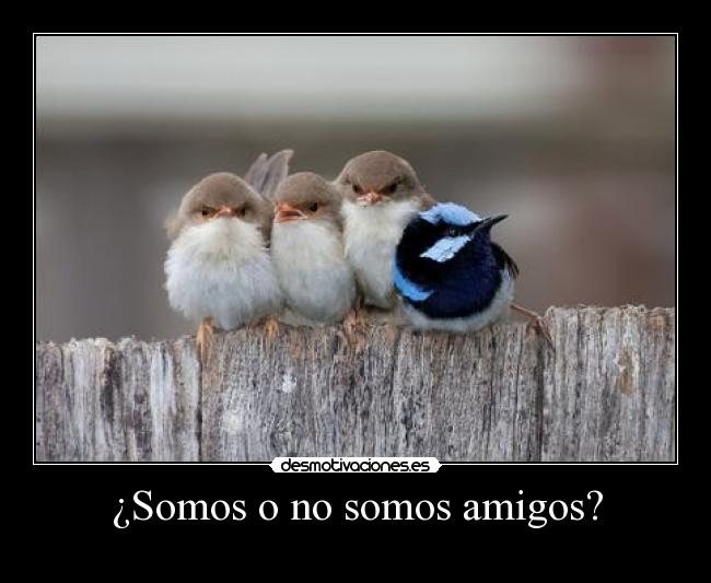¿Somos o no somos amigos? - 