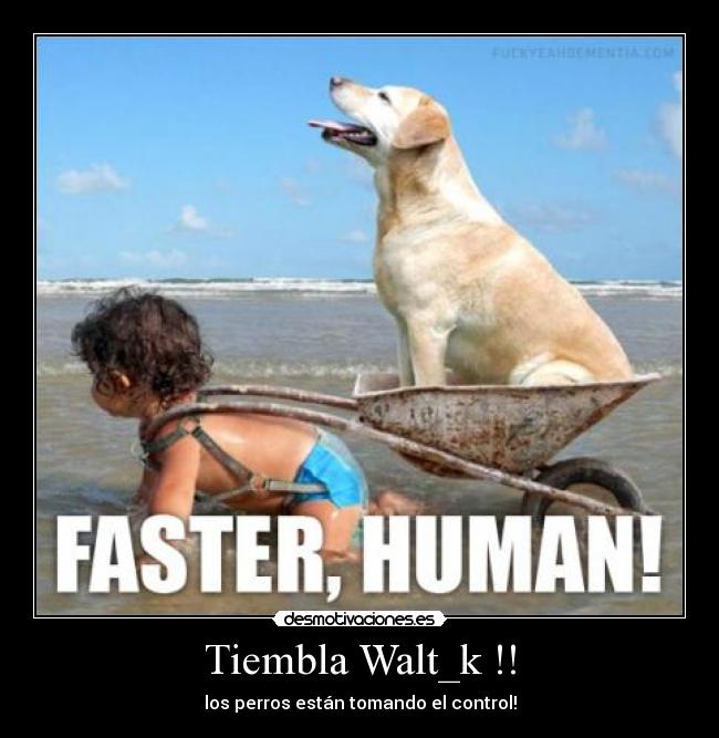 Tiembla Walt_k !! - los perros están tomando el control!
