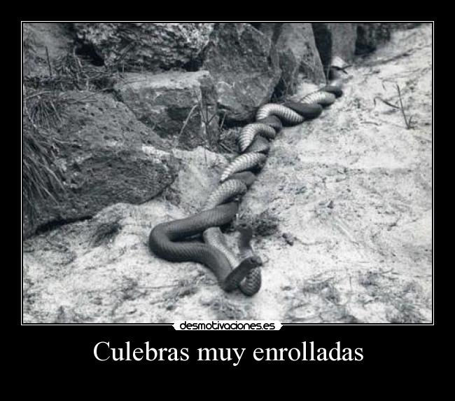 Culebras muy enrolladas -