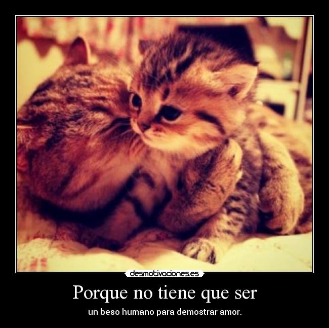 carteles gatos besos adorable desmotivaciones