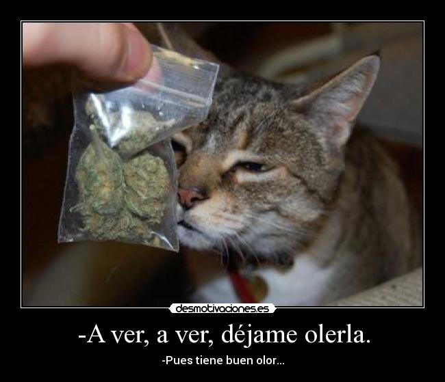 -A ver, a ver, déjame olerla. - -Pues tiene buen olor...