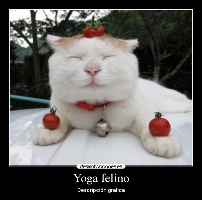 Yoga felino - 