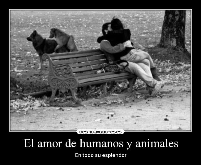 carteles amor animales amor animales esplendor humanos desmotivaciones