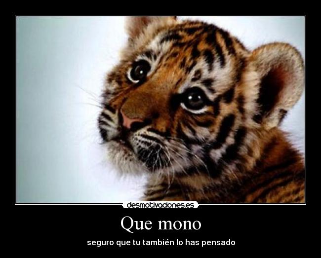 Que mono -