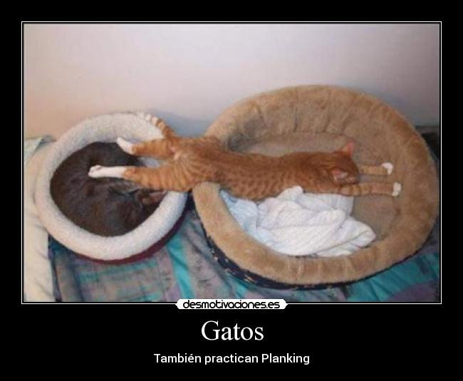 Gatos - También practican Planking