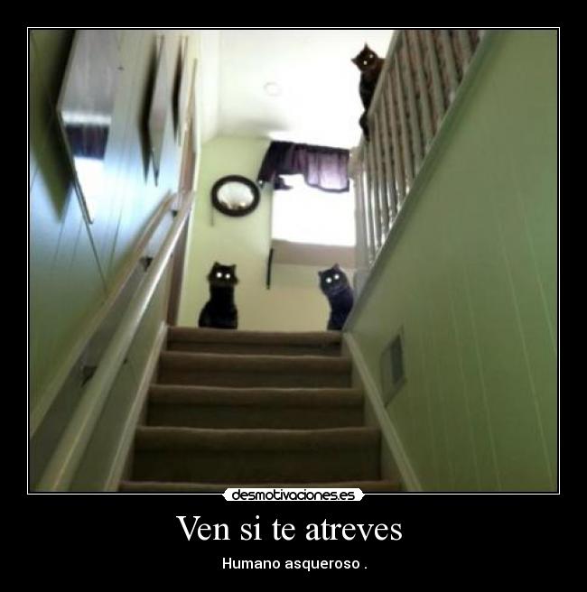 Ven si te atreves -