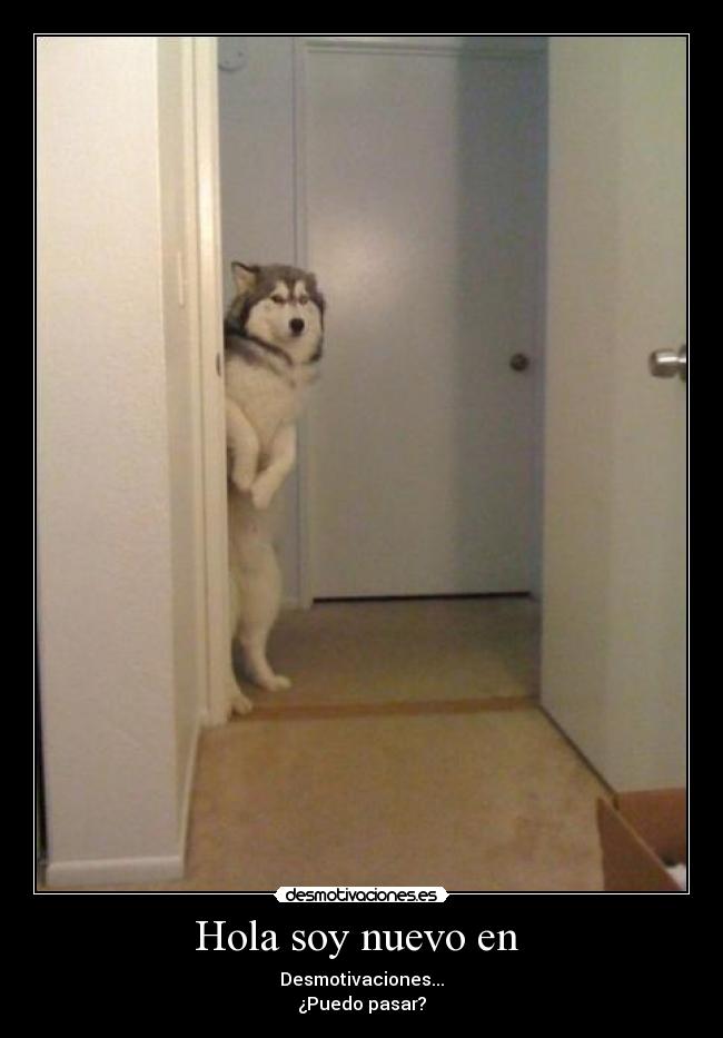 Hola soy nuevo en  - 