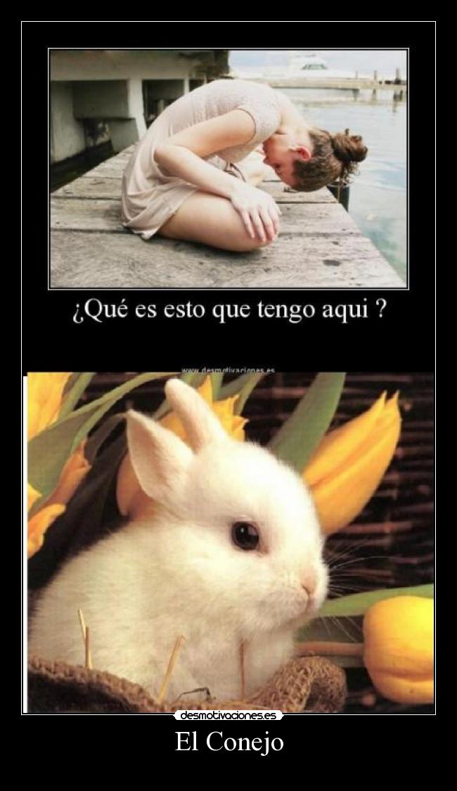 El Conejo - 