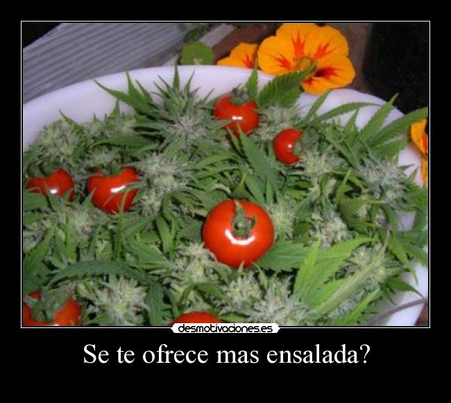 carteles pitos tomate arihuana desmotivaciones