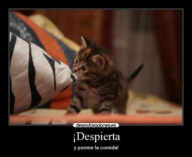 ¡Despierta - y ponme la comida!