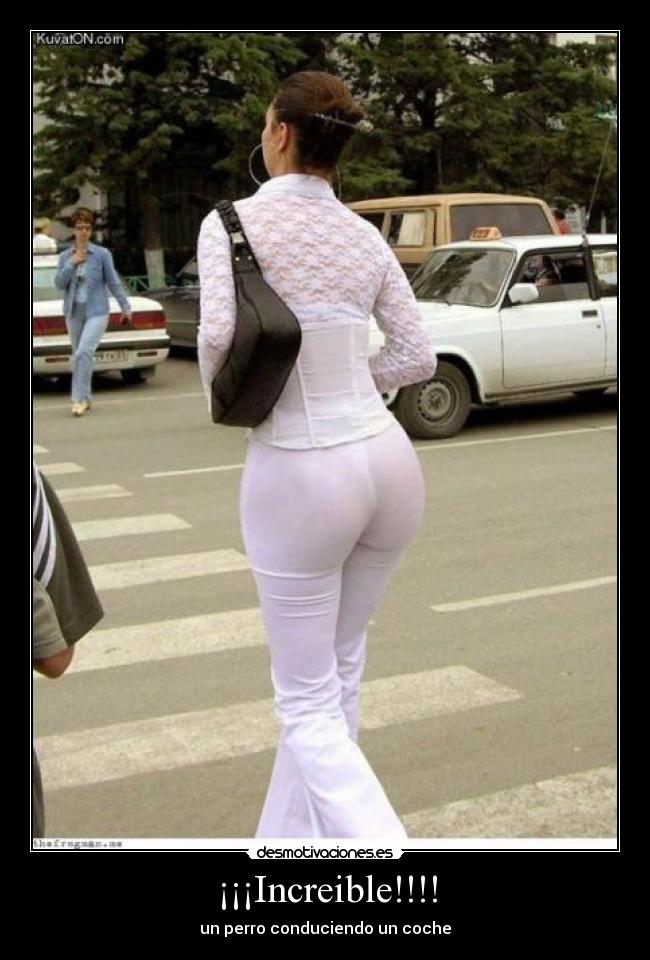 ¡¡¡Increible!!!! - un perro conduciendo un coche