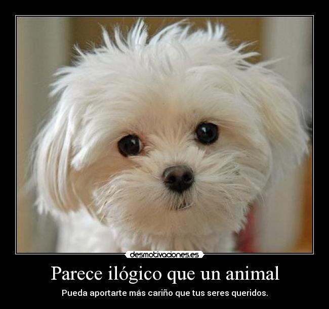 Parece ilógico que un animal - Pueda aportarte más cariño que tus seres queridos.