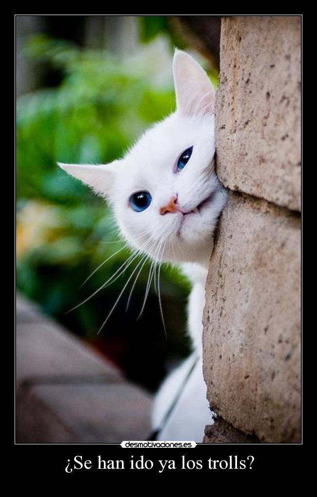 carteles gato troll desmotivaciones