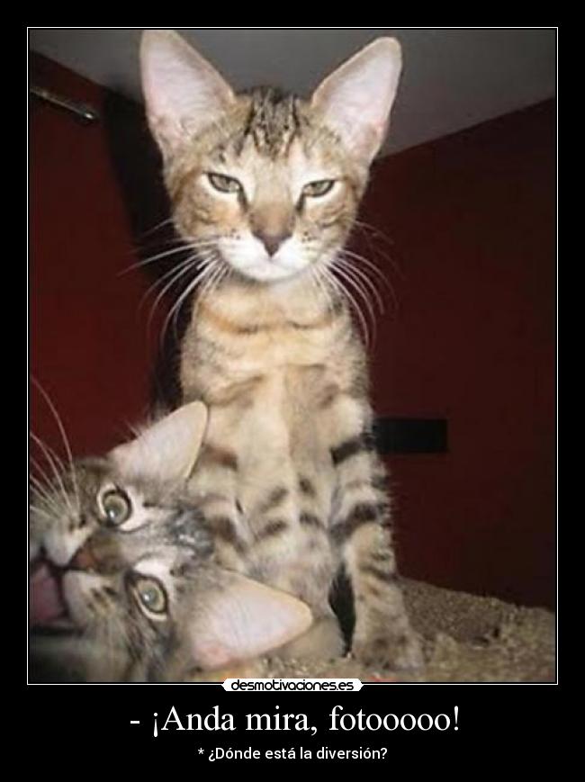 - ¡Anda mira, fotooooo! - * ¿Dónde está la diversión?