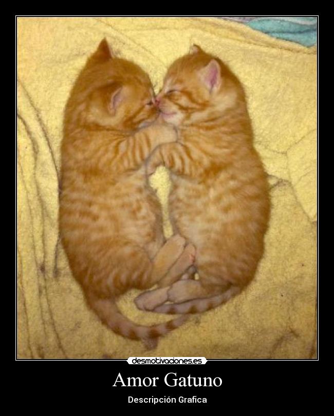 Amor Gatuno - Descripción Grafica