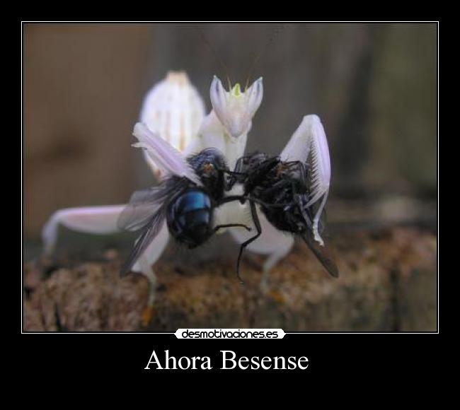 Ahora Besense  - 