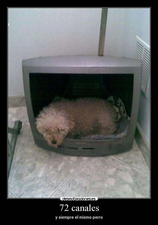 72 canales - y siempre el mismo perro