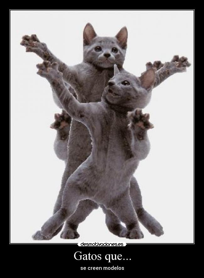 Gatos que... -