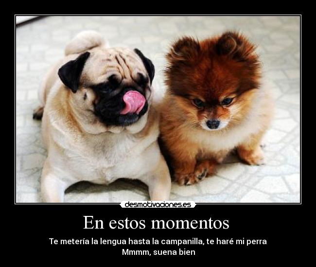 carteles perra desmotivaciones