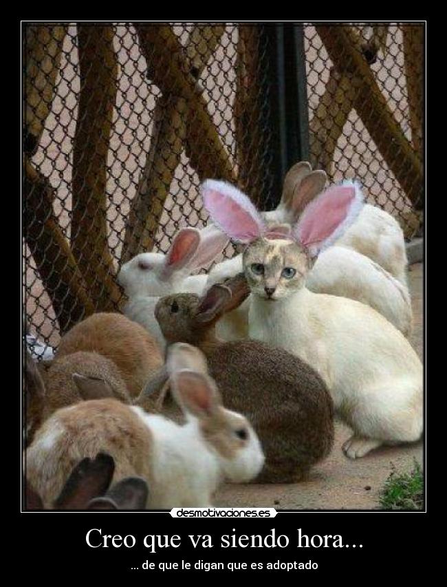 carteles gatosadoptado conejo dieresis12 desmotivaciones