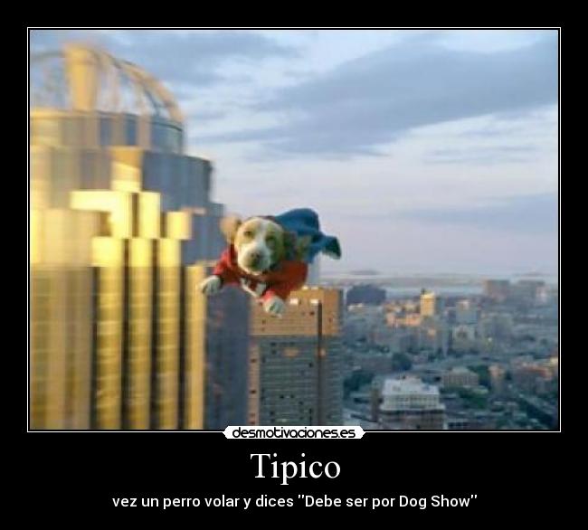 Tipico - vez un perro volar y dices Debe ser por Dog Show