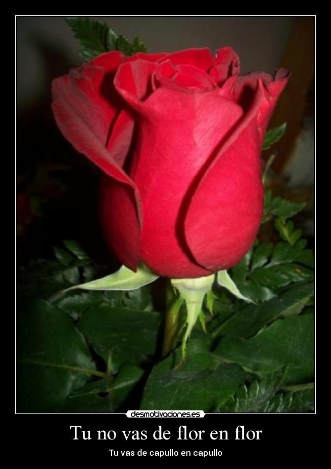 Tu no vas de flor en flor - 