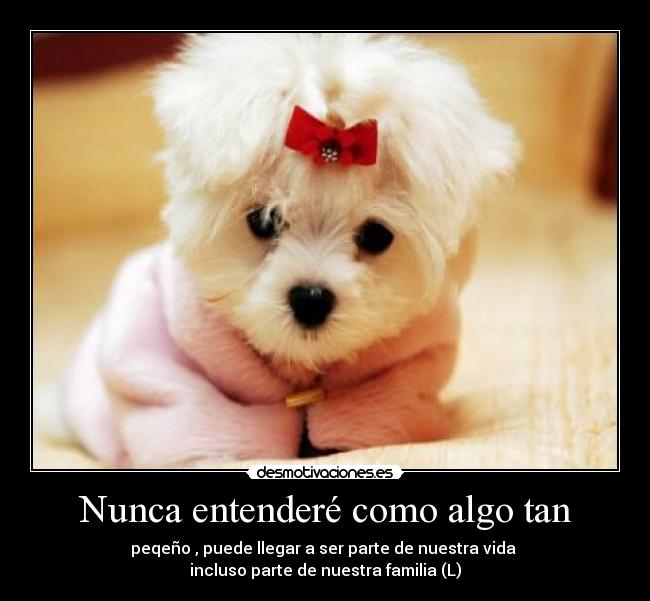 Nunca entenderé como algo tan - peqeño , puede llegar a ser parte de nuestra vida
incluso parte de nuestra familia (L)