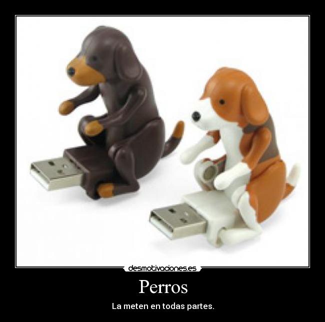 Perros - La meten en todas partes.