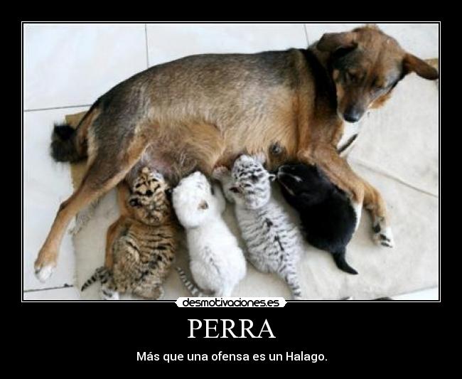 carteles halago desmotivaciones