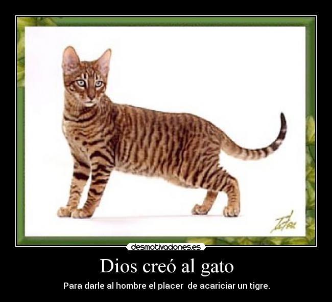 Dios creó al gato - Para darle al hombre el placer  de acariciar un tigre.