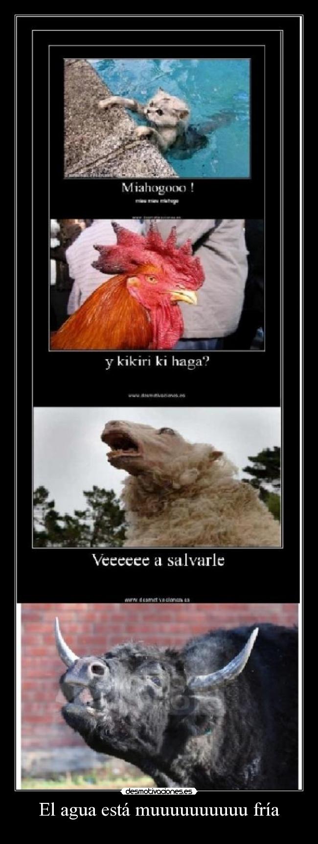 El agua está muuuuuuuuuu fría - 