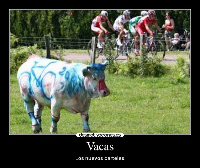 Vacas - Los nuevos carteles.