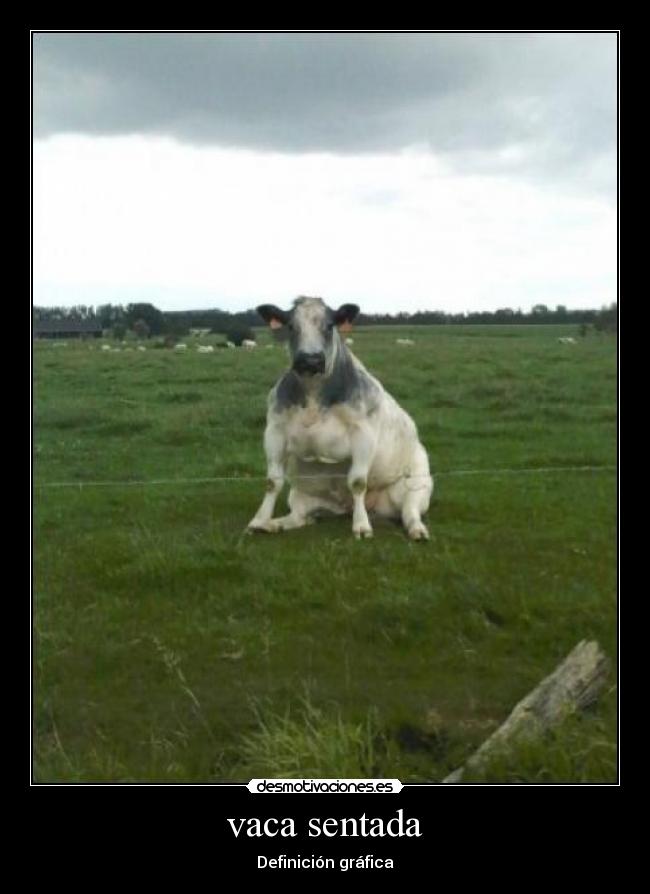 vaca sentada -