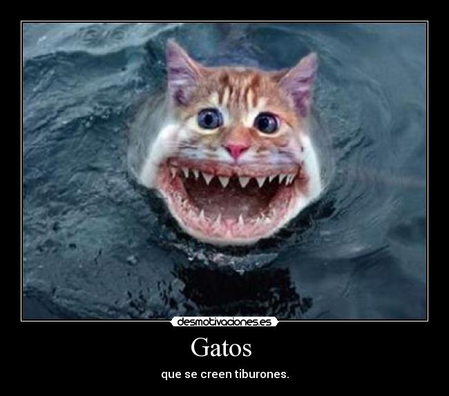 Gatos - que se creen tiburones.