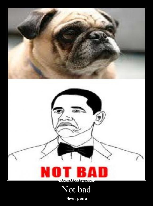 Not bad - Nivel: perro