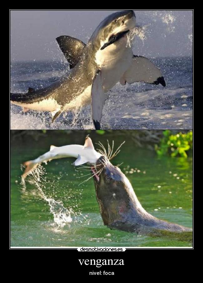 venganza - nivel: foca