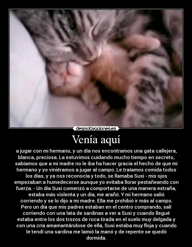 Venía aquí - a jugar con mi hermano, y un día nos encontramos una gata callejera,
blanca, preciosa. La estuvimos cuidando mucho tiempo en secreto,
sabíamos que a mi madre no le iba ha hacer gracia el hecho de que mi
hermano y yo viniéramos a jugar al campo. Le traíamos comida todos
los días, y ya nos reconocía y todo, se llamaba Susi - mis ojos
empezaban a humedecerse aunque yo evitaba llorar pestañeando con
fuerza. - Un día Susi comenzó a comportarse de una manera extraña,
estaba más violenta y un día, me arañó. Y mi hermano salió
corriendo y se lo dijo a mi madre. Ella me prohibió ir más al campo.
Pero un día que mis padres estaban en el centro comprando, salí
corriendo con una lata de sardinas a ver a Susi y cuando llegué
estaba entre los dos trozos de roca tirada en el suelo muy delgada y
con una cría amamantándose de ella, Susi estaba muy floja y cuando
le tendí una sardina me lamió la manó y de repente se quedó
dormida.
