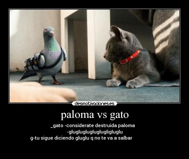 paloma vs gato -