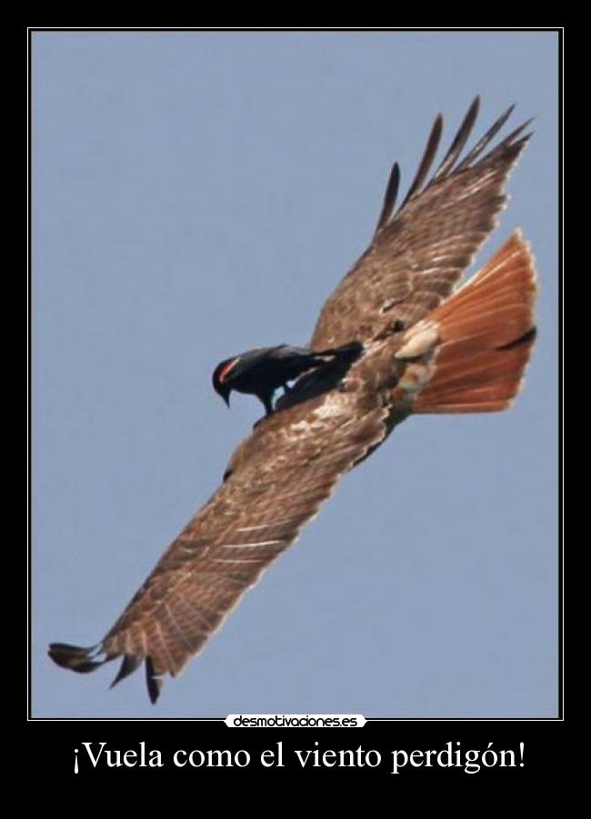 ¡Vuela como el viento perdigón! - 