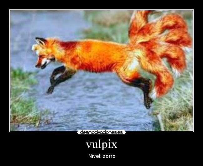 vulpix - Nivel: zorro
