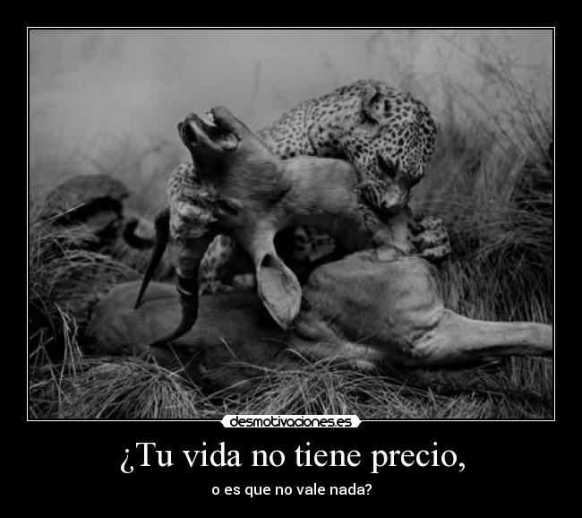 ¿Tu vida no tiene precio, - o es que no vale nada?