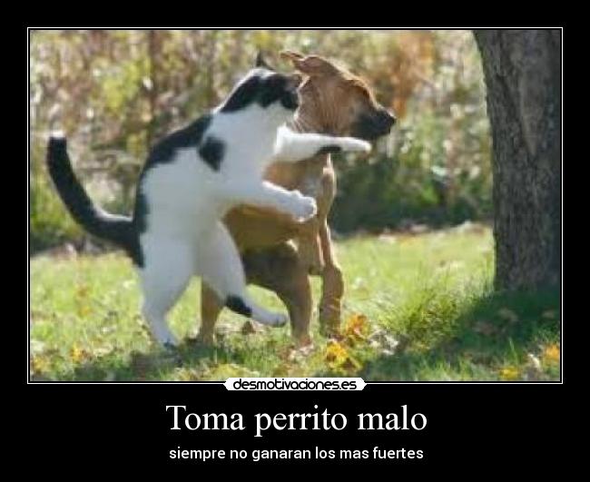 Toma perrito malo - 