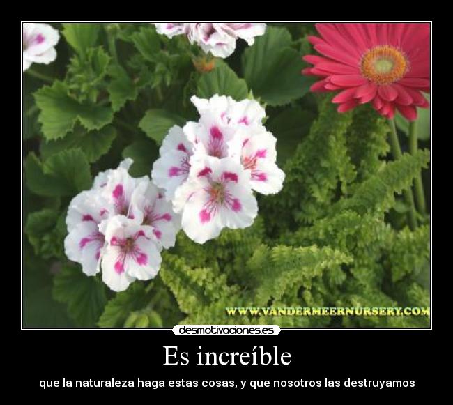 Es increíble -