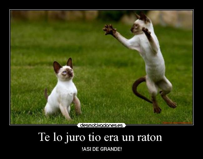 Te lo juro tio era un raton -