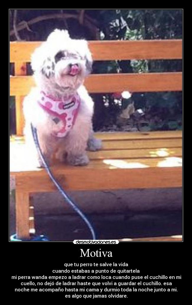 Motiva - que tu perro te salve la vida
cuando estabas a punto de quitartela
mi perra wanda empezo a ladrar como loca cuando puse el cuchillo en mi
cuello, no dejó de ladrar haste que volvi a guardar el cuchillo. esa
noche me acompaño hasta mi cama y durmio toda la noche junto a mi.
es algo que jamas olvidare.
