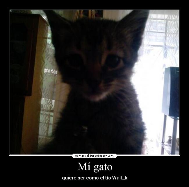Mí gato - 
