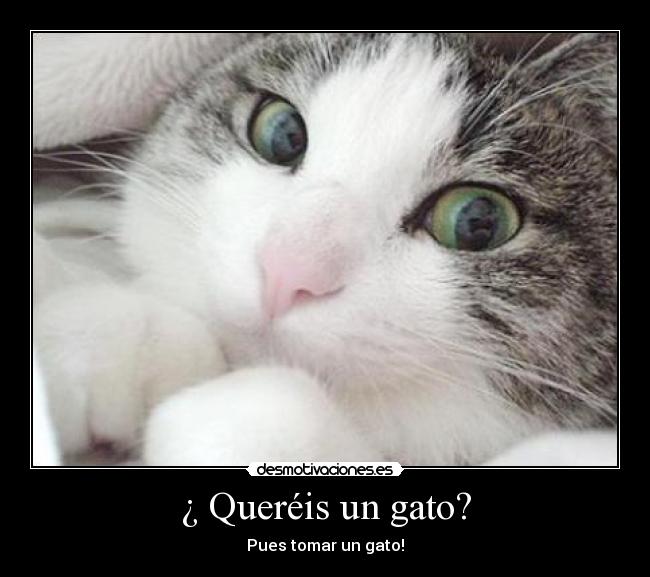 ¿ Queréis un gato? - Pues tomar un gato!