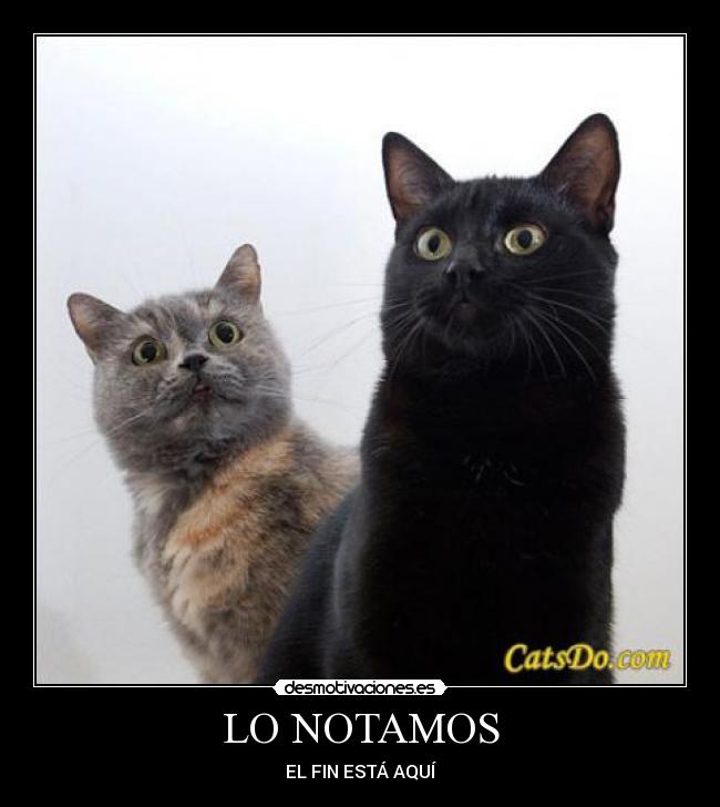 carteles gatos desmotivaciones