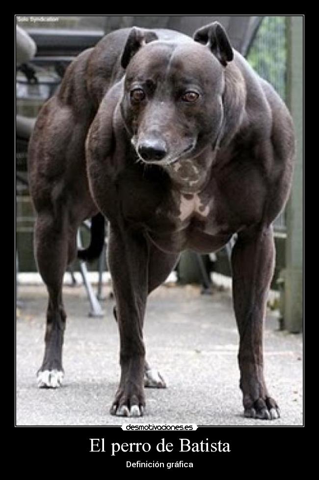 El perro de Batista -